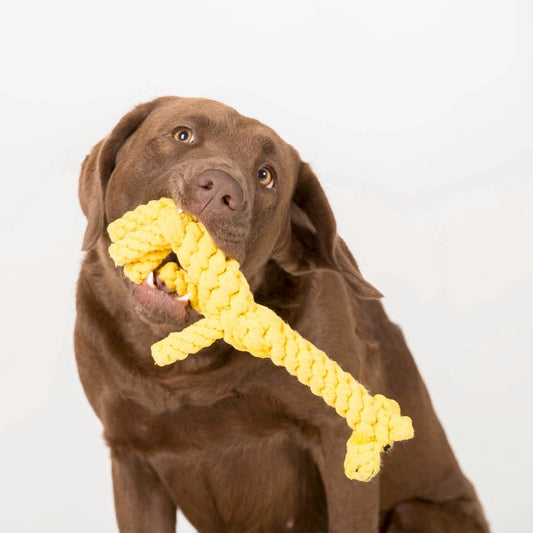 Greta Giraffe Laboni Hundespielzeug aus Tau BALUmanufaktur getragen von einem braunen Labrador
