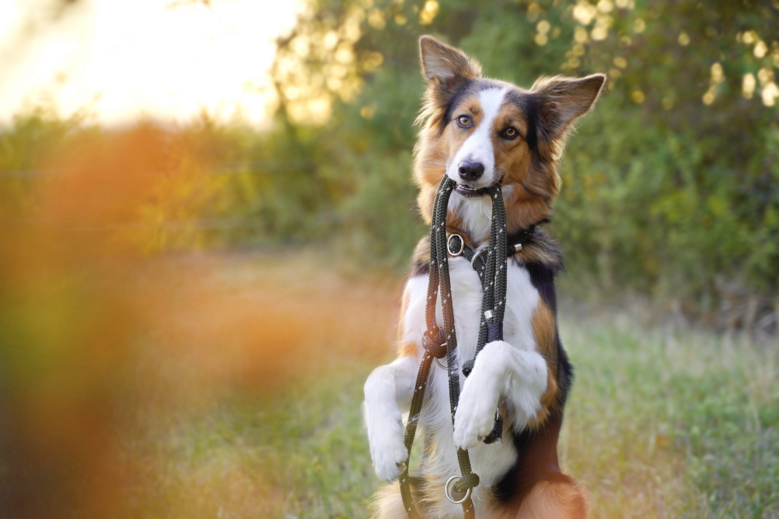 Ein Border Collie mach Männchen vor einer grünen Wiese und hat eine handgefertigte  BALU manufaktur  Hundeleine aus Seil verstellbar im Mund