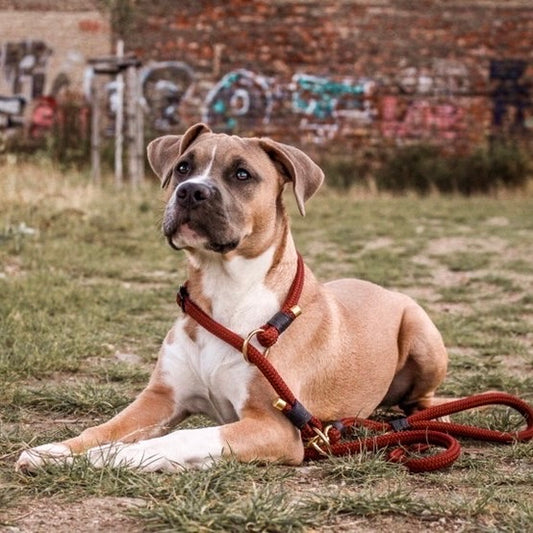 Hundeleine verstellbar aus Seil mit Amstaff Abel von BALU manufaktur
