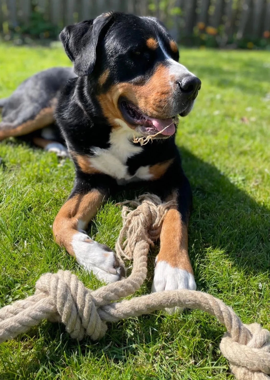 Hundespielzeug aus Hanfseil "Tauschlaufe"