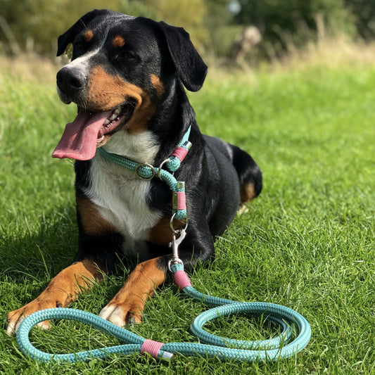 Bernersennenhund mit Zugstopphalsband aus minigrünem Seil und rosa Takelage