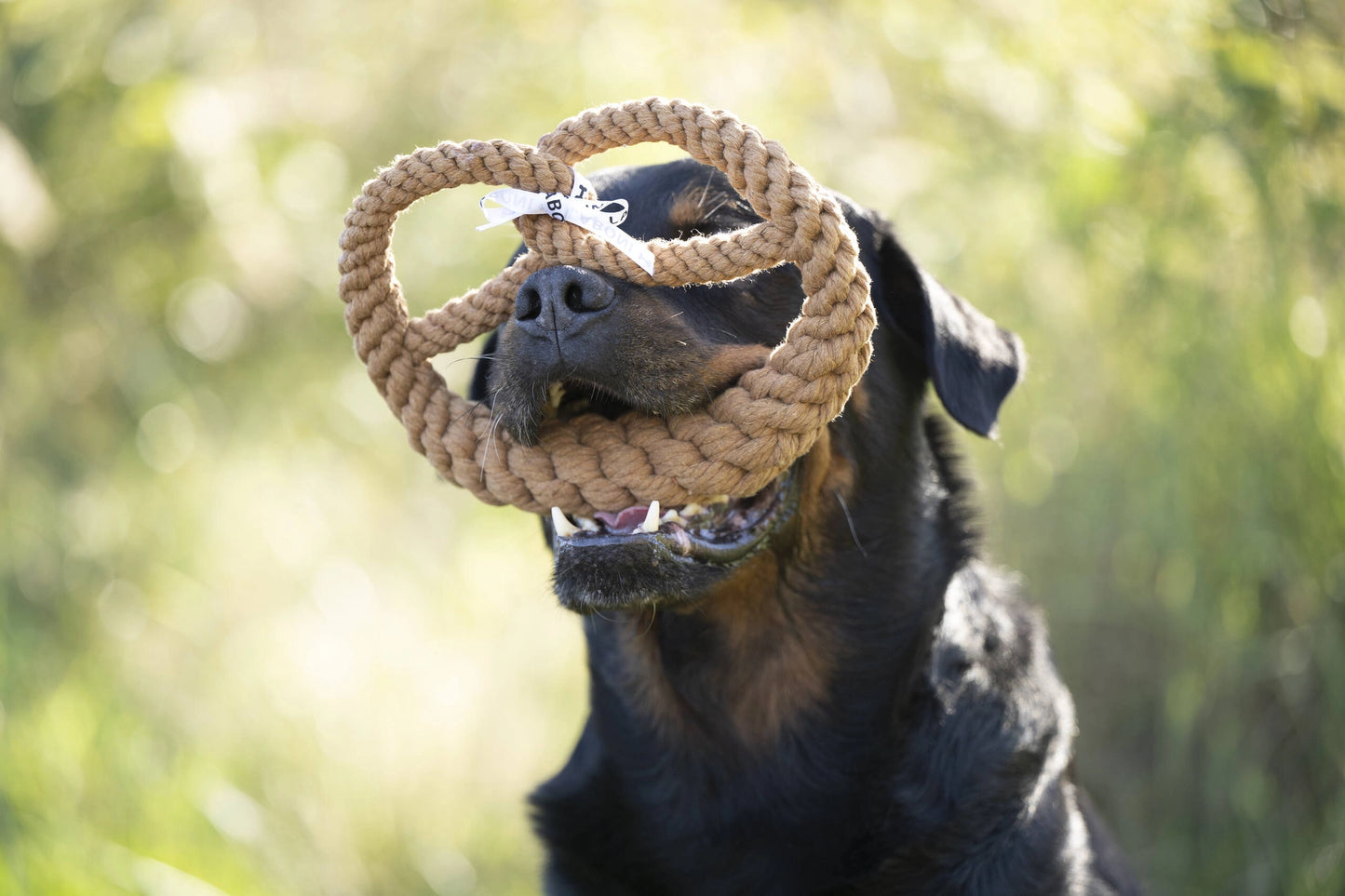 Britta Brezel Laboni natürliches Hundespielzeug aus Tau Rottweiler trägt das Spielzeug im Maul BALUmanufaktur