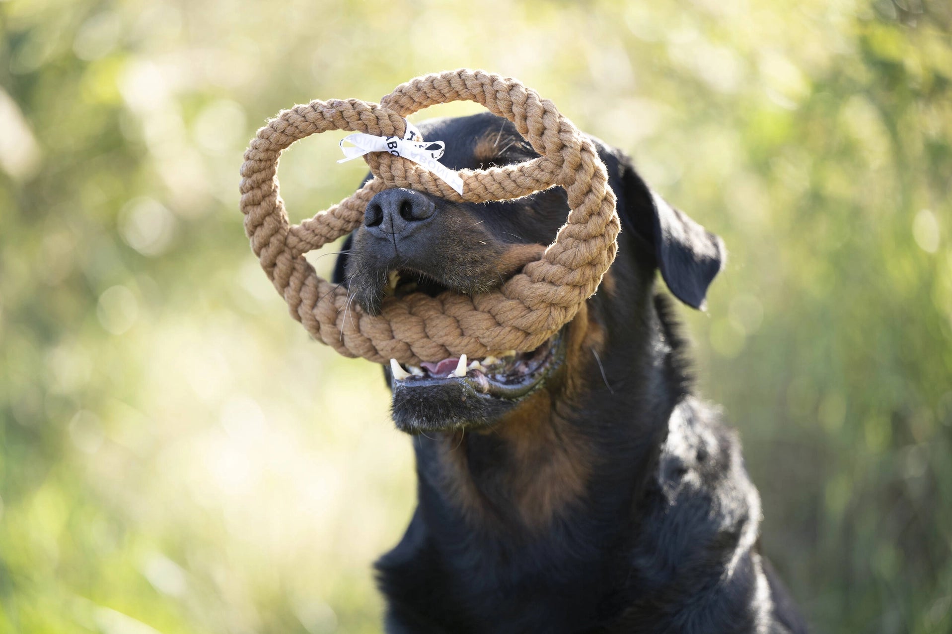 Britta Brezel Laboni natürliches Hundespielzeug aus Tau Rottweiler trägt das Spielzeug im Maul BALUmanufaktur